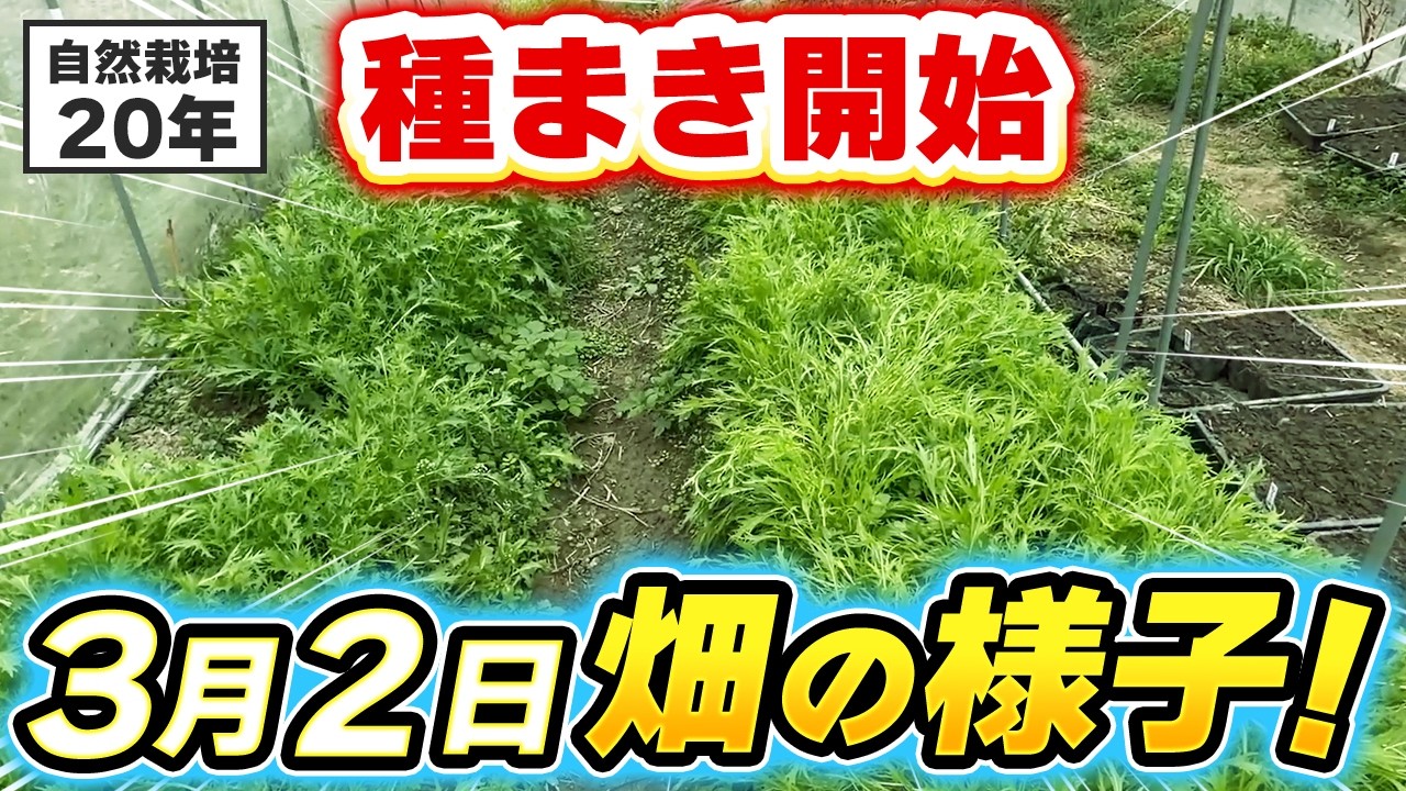 3月初旬の畑観察!薹立ちと春の準備