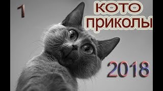 приколы с кошками 2018 #1 ржать здесь