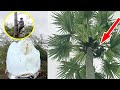 Fresh Toddy Palm Juice Natural Alcohol Wine Ever Toddy Palm Drink Village Food Cooking