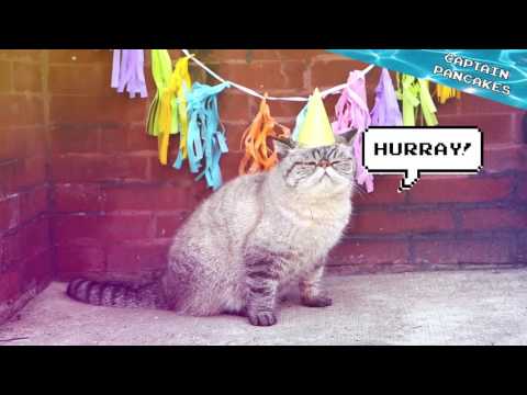 Cats score win vs bad tuna! - YouTube