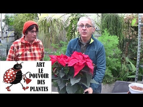 , title : 'Conseils jardinage: Poinsettia, Etoile de Noël: Entretien et arrosage: Plante verte  d'intérieur'