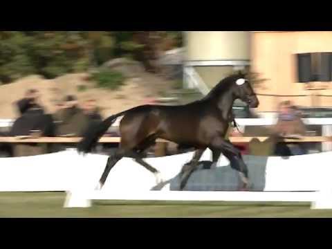 Fürstenstern v. Fürst Romancier - Dacaprio - Lauries Crusador xx