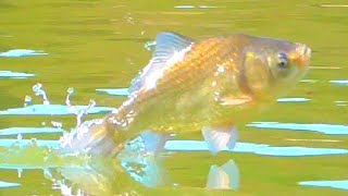 富山県の赤祖父池でへらぶな釣り