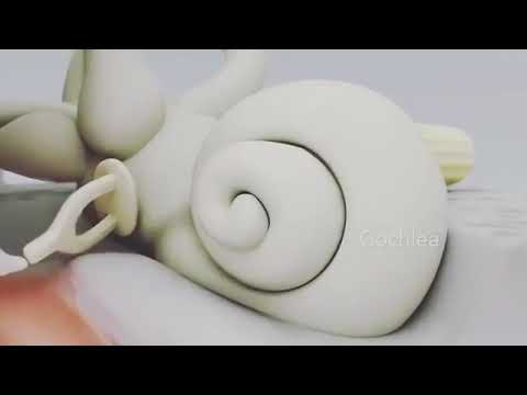 Assista o vídeo e conheça o funcionamento do ouvido humano.