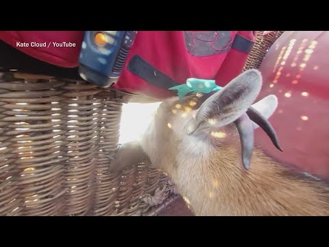 Woman Travels the Country with Pet Goat - YouTube