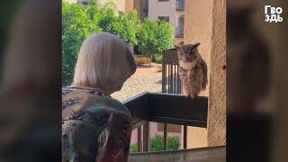 98-летняя Бабушка Подружилась с Дикой Птицей, Думая, Что Это Душа Ее Мужа