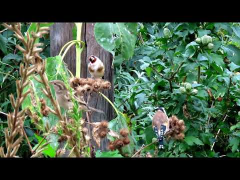 Szczygły na śniadaniu z łopianów.