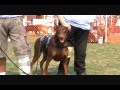 Gus And Emmett His Service Dog Wmv