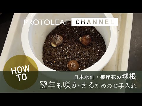 夏にきれいな花を咲かせるには、3月にどの球根花を植えるべきですか?  庭園