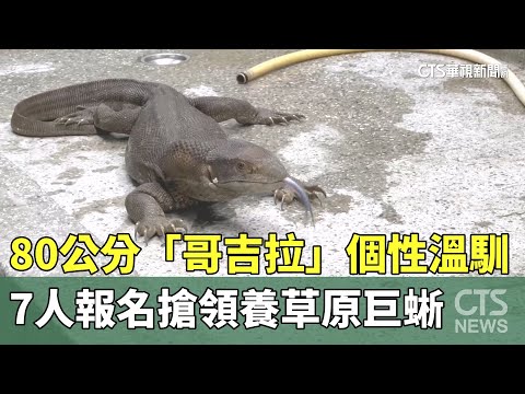 80公分「哥吉拉」個性溫馴　7人報名搶領養草原巨蜥