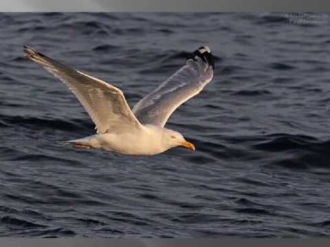download lagu mp3 mp4 Le Goeland Corsica, download lagu Le Goeland Corsica gratis, unduh video klip Le Goeland Corsica