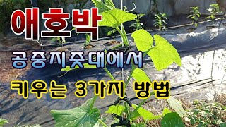 [텃밭농부. 1,080]  애호박을 공중에 메달아 키우는 3가지 방법. #애호박재배