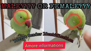 How to find parrot male or female?🤔Difference between male and female Indian ringneck parrot gender🐦