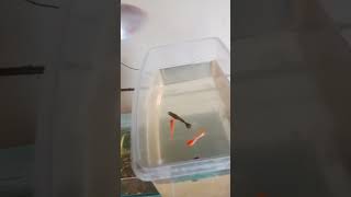 Download lagu kasih makan anakan ikan pakai polar red artemia #ikan #budidaya mp3 Download lagu kasih makan anakan ikan pakai polar red artemia #ikan #budidaya mp3