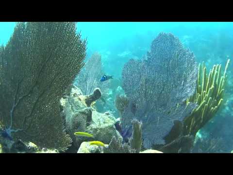 SHARK DIVE on Molasses Reef, Key Largo