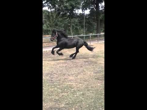 Friesen für Alex (7jähriger Wallach)