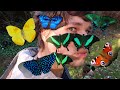 My PET Butterflies Moths Butterfly Breeder A Dream Job Or Not Ft Bart Coppens