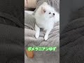 ポメラニアンゆず ポメラニアン