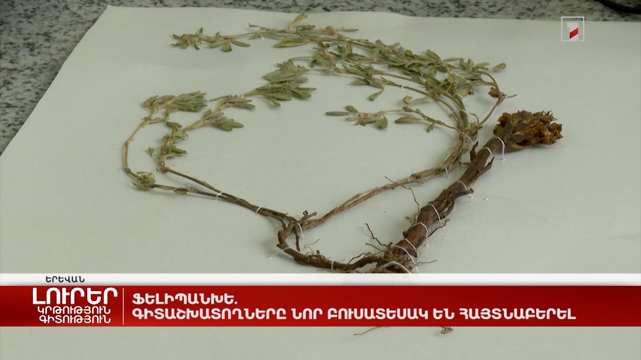 Ֆելիպանխե. գիտաշխատողները նոր բուսատեսակ են հայտնաբերել