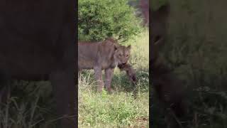 Download lagu Lioness uses Piglet to bait warthog. 🎥 @wiam_indabush #lioness #lion #warthog #wildlife #safari mp3 Download lagu Lioness uses Piglet to bait warthog. 🎥 @wiam_indabush #lioness #lion #warthog #wildlife #safari mp3