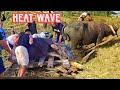 See How The Carabao Suffer During Heat Wave| Farmers Rescue Carabao Mother And Baby