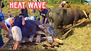 Download lagu See How The Carabao Suffer During Heat Wave| Farmers Rescue Carabao Mother And Baby mp3 Download lagu See How The Carabao Suffer During Heat Wave| Farmers Rescue Carabao Mother And Baby mp3