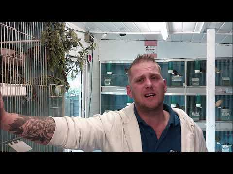 Breeding British Birds Mules and Hybrids episode 16