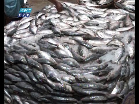 চাঁদপুরের আড়তে বাড়ছে ইলিশের সরবরাহ