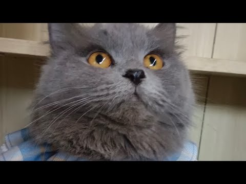 Adorable grey cat Ameera 😺