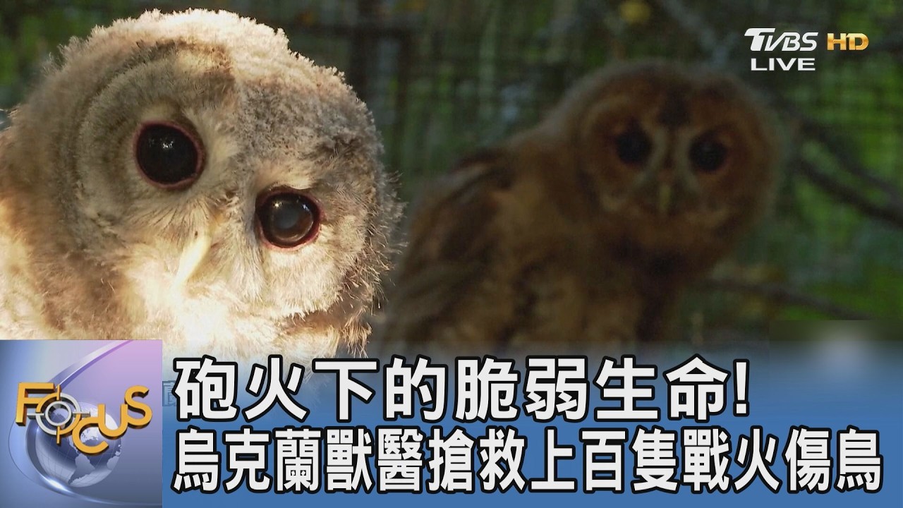 砲火下的脆弱生命!烏克蘭獸醫搶救上百隻戰火傷鳥