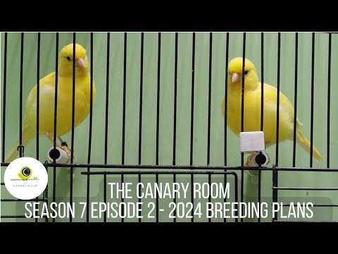 The Canary Room Season 7 Episode 2 - Fife Canary Breeding plans part 1