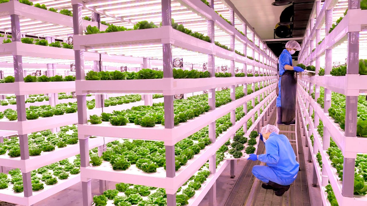 The process of a Korean scientist growing fresh vegetables and delivering them to your home.
