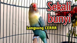 Download lagu PANCINGAN LOVEBIRD FIGHTER NGEKEK PANJANG, SEKALI BUNYI BIKIN LABET YANG DENGAR LANGSUNG EMOSI mp3