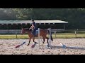 Cheval Hongre Arabe de 3 ans, d&eacute;bourr&eacute;, gentil