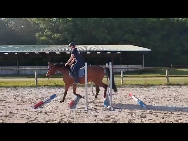 Cheval Hongre Arabe de 3 ans, d&eacute;bourr&eacute;, gentil