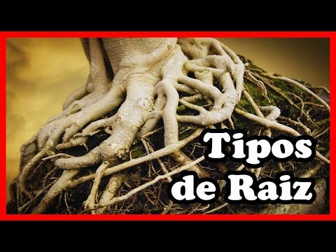 Tipos de Raiz – partes, função das raízes – resumo