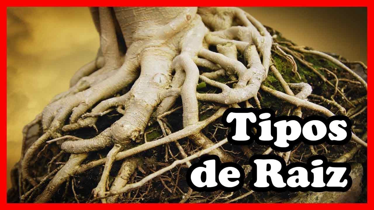 Tipos de Raiz – partes, função das raízes – resumo