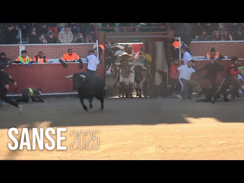 San Sebantián de los Reyes 2025 Encierro y Capea con Toros Bravos