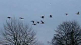 preview picture of video 'Ducks and Geese at mill lakes in bestwood country park nottingham'