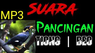 Download lagu Suara Pancingan Burung Tiong | Beo mp3