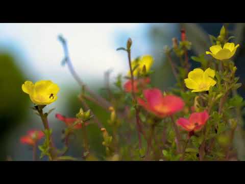 Amazing colors of Spring Flowers and Fall Leaves with Nature Relax Sounds