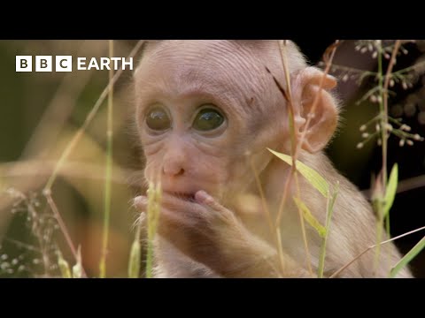 Baby Macaque Social Skills Tested by Violent Elder | Growing Up Wild | BBC Earth Kids