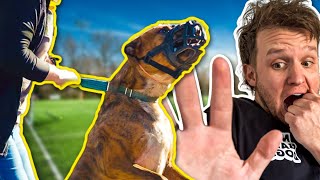 How to stop Dog Aggression quickly and easily!