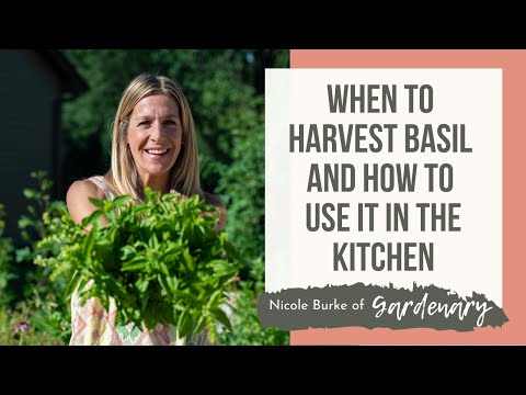 バジルの収穫時期とキッチンでの使い方