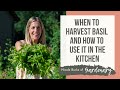 When to Harvest Basil and How to Use It in the Kitchen
