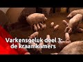 Zoektocht naar gelukkigere varkens: biggetjes groeien op bij hun moeder