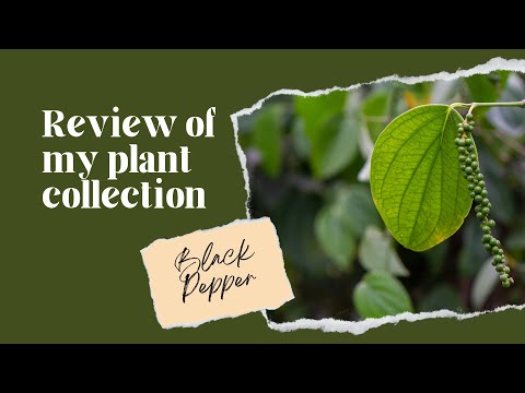 How to grow black  Peppers In An Apartment :  Tips For Beginners