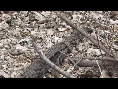 Common Garter Snake mating ball part 3