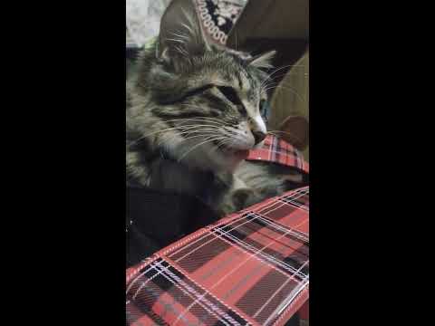 Cat sings Carnatic Music!!!