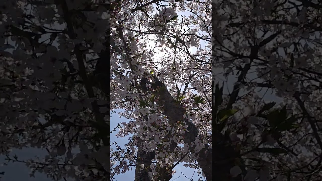 Cherry Blossoms in Gentle Spring Light | Hyogo, Japan